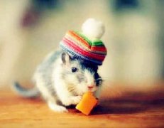 什么生肖较旺鼠