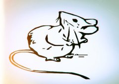 属鼠人2020年健康运如何