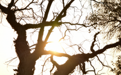 2019年双鱼座6月运势