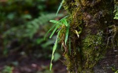 上升金牛座吸引什么星座