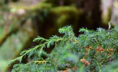 上升双子座吸引什么星座