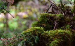 上升巨蟹座吸引什么星座