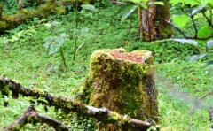 上升天秤座吸引什么星座