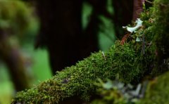 未来半年白羊座将要承受的较大压力