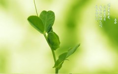 2020鼠年立春出生缺木男孩取名字推荐