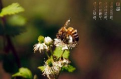 2020年惊蛰出生八字五行缺土女孩起名好听名字大全