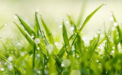 2020年雨水是哪天？雨水出生的女孩起名怎么起？