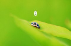 2020年惊蛰生的八字五行缺土男孩起名怎么起名？