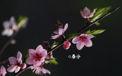 2020鼠年春分节气后一天出生的宝宝起名字大全