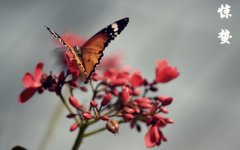 2020惊蛰出生的男孩好吗？惊蛰出生的男孩起名带什么字好？