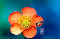 2020年惊蛰出生的女孩命好吗？惊蛰出生女孩起名推荐