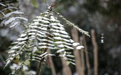 属牛的人出生在小寒节气命运顺不顺?