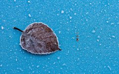 虎年1月6日小寒节气出生的人命运好不好?