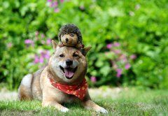 出生在腊月廿四小年的属狗人命运如何？