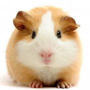 1984甲子年10月出生的女人2019年婚姻运势如何？