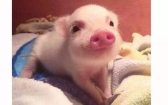 生肖猪1983年10月出生的人2019年婚姻好吗？