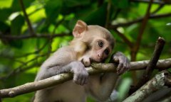 1980年12月的猴是什么命，不宜和什么属相结婚？