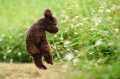 1982年12月出生的属狗人2020年婚姻运如何？