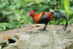 属鸡1981年12月出生的人适合与什么属相结婚？