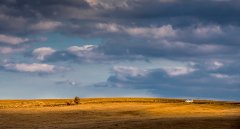 1995年12月出生的属猪人一生婚姻运势如何？