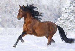 2020年属马的冲太岁怎么办，冲犯太岁怎么化解？