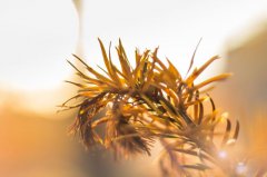 TIM本周巨蟹座运势(2017年9月3日-9月9日)