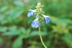 职场里较自大狂妄的星座