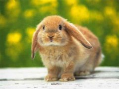 1987年7月出生的属兔人一生婚姻如何，2019属兔人的运势如何？