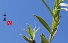 2020年立夏后一天-四月十四宜装修吗,立夏是什么意思？