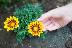 苏珊米勒每日星座运势2.25