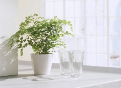 12星座较初爱情梦想是什么