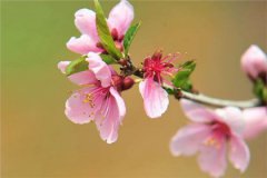 2020年春分前一天-3月19日四离日不宜嫁娶办婚宴吗？