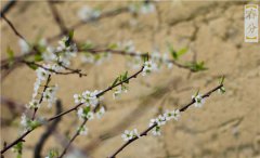 2020年3月20日春分不能做什么,春分是什么意思？