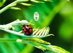 2020年惊蛰前一天开业好吗,惊蛰是什么意思？