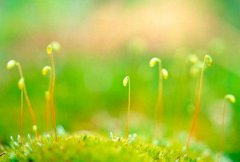 2020年惊蛰出生属鼠宝宝好吗命运如何,属于什么星座？