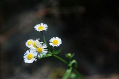 2020年农历二月初九是不是出殡的黄道吉日？