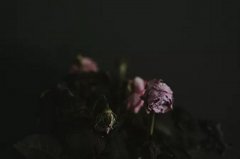 2020鼠年正月二十日是出殡的黄道吉日吗？