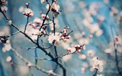 2020年1月14日腊月二十日出生生肖是属猪还是属鼠？