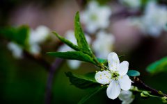 2020庚子年农历正月十二日可不可以祭祖？