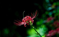 2020年正月初八日出殡可以吗？正月初八日子如何？