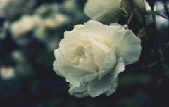 2020年正月初七可以出殡？出殡有什么讲究？