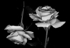 2020庚子鼠年正月初五可以出殡吗？初五卦象好吗？