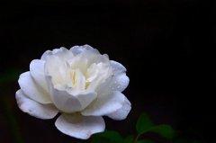 2020年正月初四是适合出殡的日子吗？初四不远行？