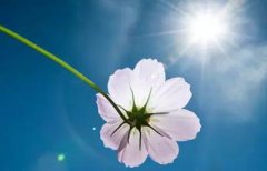 2020庚子鼠年家中客厅招财植物—摆放宜忌！