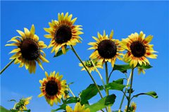 旺桃花风水布局—2020年催桃花运家居风水布局！