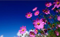 庚子鼠2020年装修药店要讲究什么，朝向什么方位好？