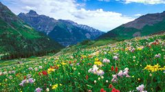 2020年家里养什么植物可以招财旺财，吉祥植物类别！