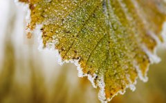 2019猪年大雪节气辰时出生喜用神是什么？