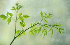 下元节出生的属龙人命运好不好，属龙宝宝较吉利的出生日子