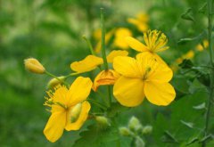 十月十五下元节出生的属狗宝宝好不好，是什么命？